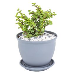 گیاه طبیعی خرفه مدل p-26