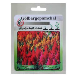 بذر گل تاج خروس افشان گلبرگ پامچال کد GPF-033