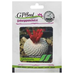 بذر کاکتوس اپیتلانتا گلبرگ پامچال کد GPF-178