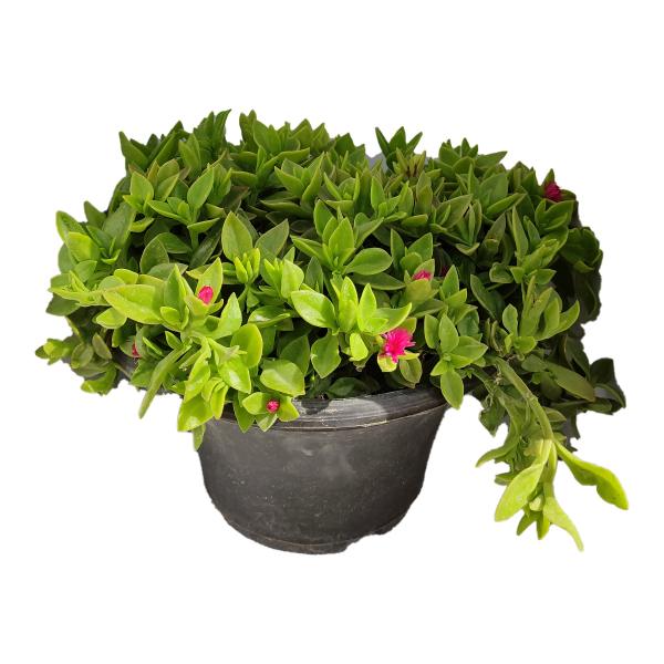 گیاه طبیعی ناز کد byt27 گیاه طبیعی ناز کد byt27
