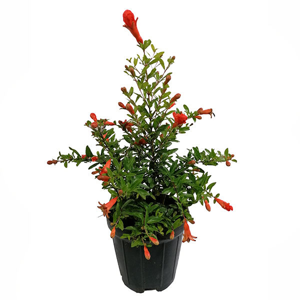 گیاه طبیعی انار مدل 5161297 گیاه طبیعی انار مدل 5161297