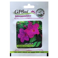 بذر گل لاله عباسی بنفش گلبرگ پامچال کد GPF-265