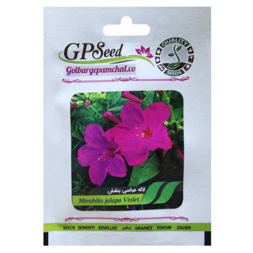 بذر گل لاله عباسی بنفش گلبرگ پامچال کد GPF-265