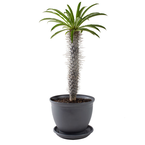 گیاه طبیعی نخل ماداگاسکار مدل P-21 گیاه طبیعی نخل ماداگاسکار مدل P-21