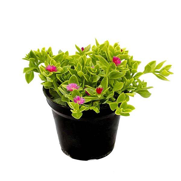 گل طبیعی ناز مدل AMS01 گل طبیعی ناز مدل AMS01