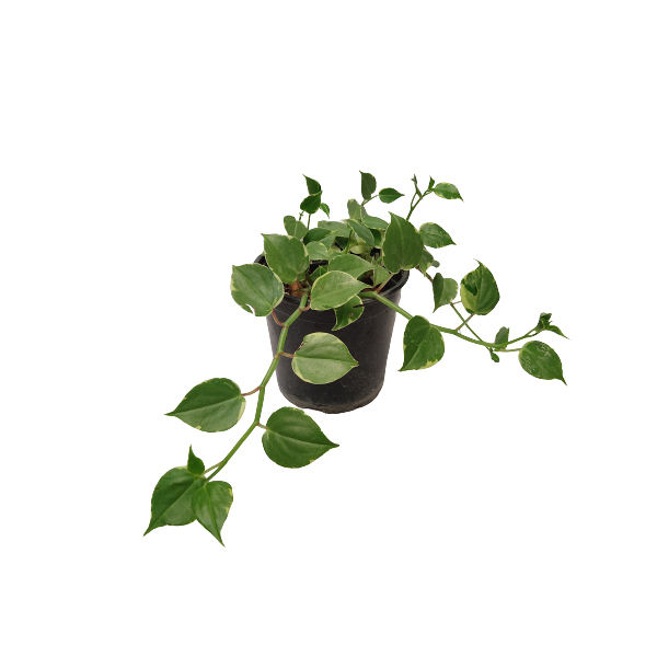 گیاه طبیعی پتوس ارتشی کد ptosa02 گیاه طبیعی پتوس ارتشی کد ptosa02