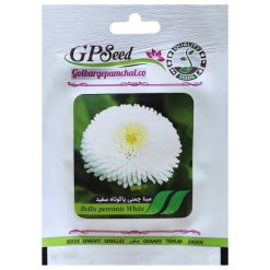 بذر گل مینا چمنی پاکوتاه سفید گلبرگ پامچال کد GPF-272