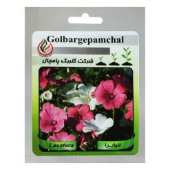 بذر گل ختمی پا کوتاه لاواترا الوان گلبرگ پامچال کد GPF-048