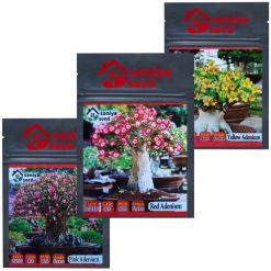 بذر بنسای آدنیوم سانیا سید مدل T5 مجموعه 3 عددی