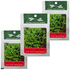 بذر بنسای کاج نراد فریزی وانیا سید مدل T26 مجموعه 3 عددی