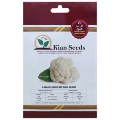 بذر گل کلم هیبرید کیان بذر کد KBZ-31