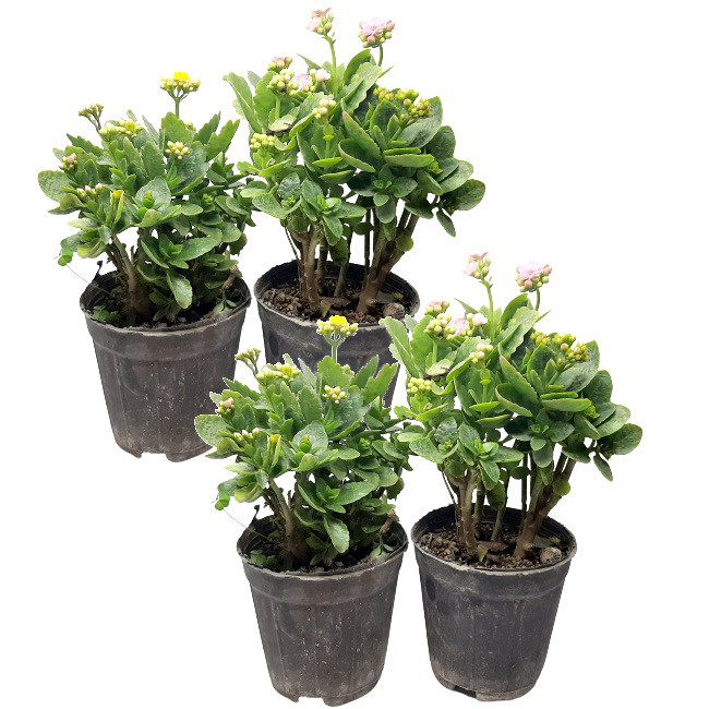گیاه طبیعی کالانکوآ مدل PB مجموعه 4 عددی گیاه طبیعی کالانکوآ مدل PB مجموعه 4 عددی