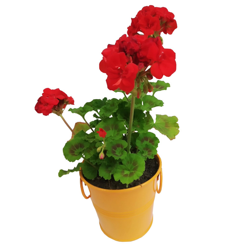 گیاه طبیعی شمعدانی مدل C-13 گیاه طبیعی شمعدانی مدل C-13