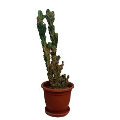 کاکتوس صخره ای سرئوس مدل K001