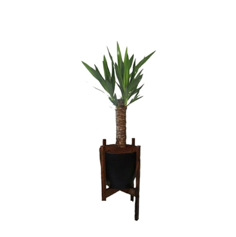 گیاه طبیعی یوکا مدل پایه دار کد 2398 گیاه طبیعی یوکا مدل پایه دار کد 2398
