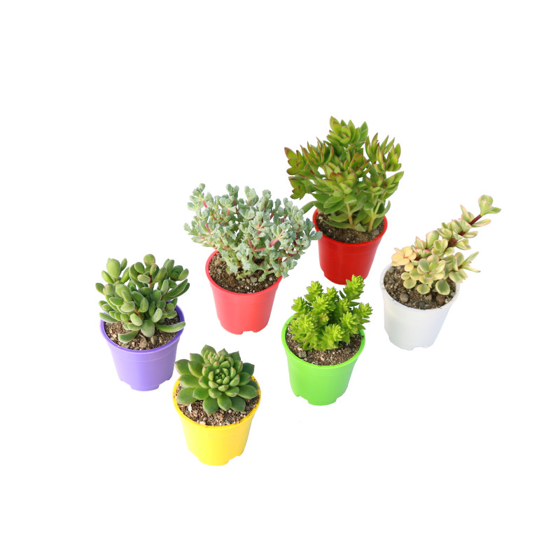 گیاه طبیعی ساکولنت آیدین کاکتوس کد CB-019 بسته 6 عددی گیاه طبیعی ساکولنت آیدین کاکتوس کد CB-019 بسته 6 عددی