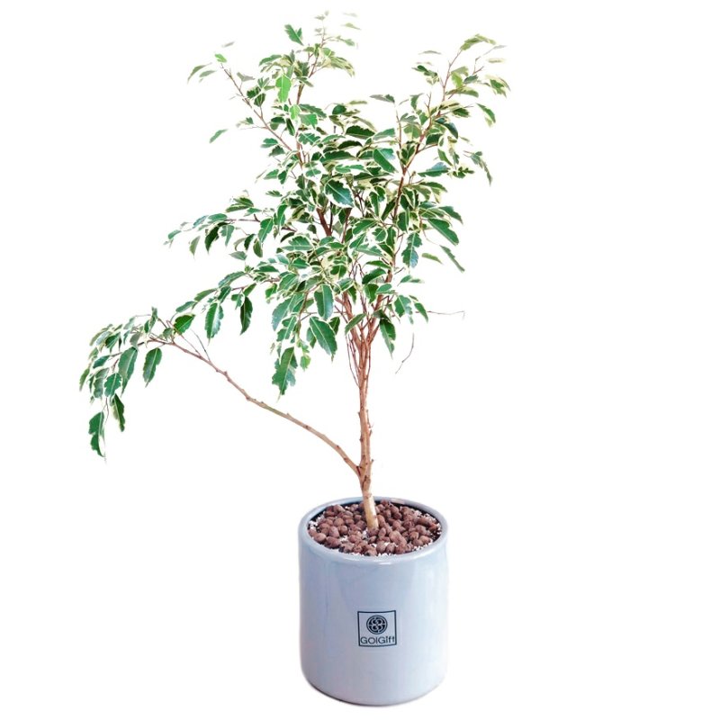 گیاه طبیعی بنجامین ابلق گل گیفت کد GP001 گیاه طبیعی بنجامین ابلق گل گیفت کد GP001