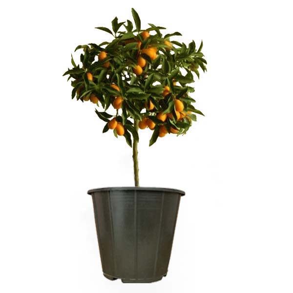 گیاه طبیعی کام کوات مدل AMS40 گیاه طبیعی کام کوات مدل AMS40