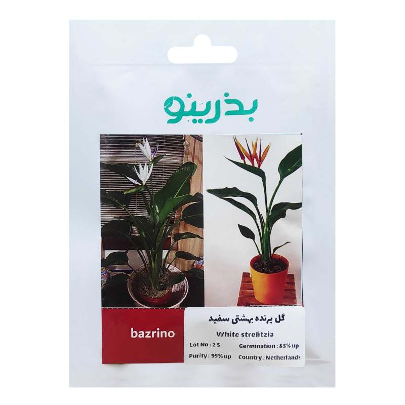 بذر گل پرنده بهشتی سفید بذرینو کد BZNO-124 بذر گل پرنده بهشتی سفید بذرینو کد BZNO-124